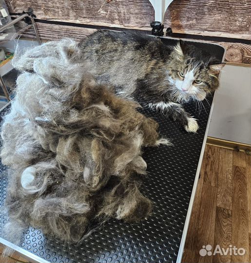 Грумер стрижка собак и кошек