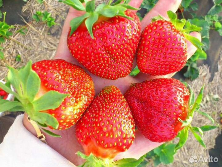 Рассада садовой земляники (клубники)