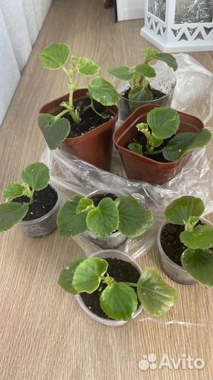 Бегония вечноцветущая махровая