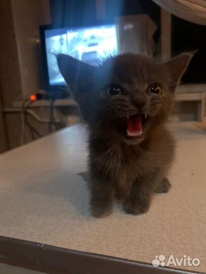 Котенок бесплатно