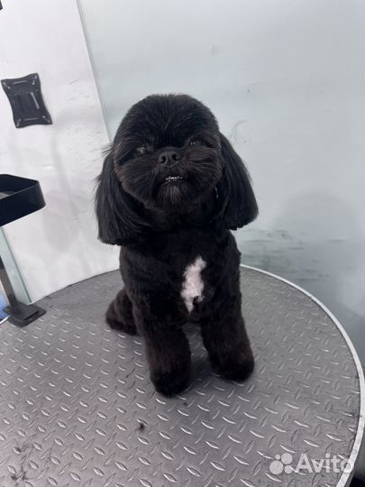 Бесплатная стрижка собак