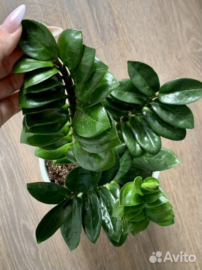 Замиокулькас зензи. Обновление 7.09