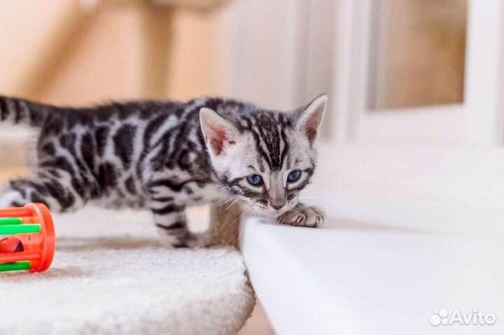 Чистокровные бенгальские котята,питомник,документы