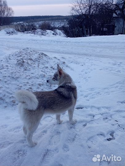 Метис Хаски