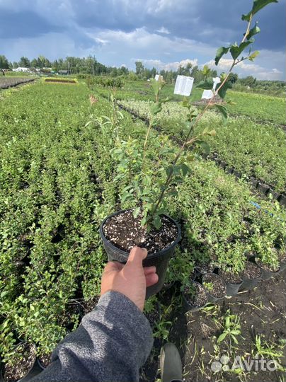 Спирея вангутта