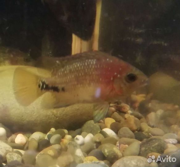 Радужная цихлазома малёк