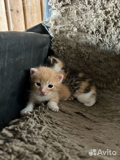 Котята крысоловы