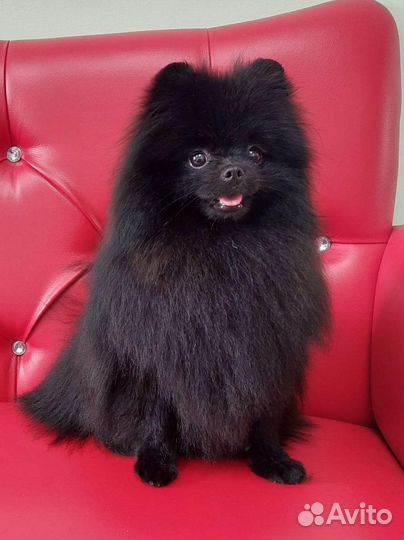 Щенки шпица редкого окраса