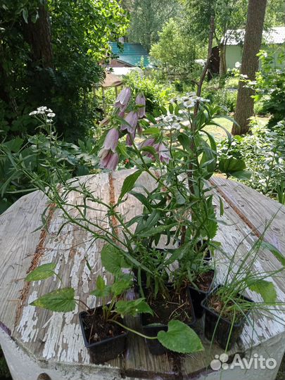 Многолетники неприхотливые