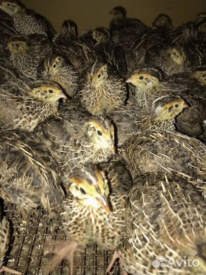 Перепела Фараон, инкубац. яйцо