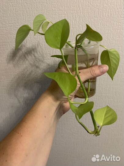 Эпипремнум, Сциндапсус, Филодендрон