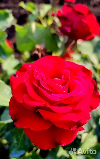 Роза чайно гибридная