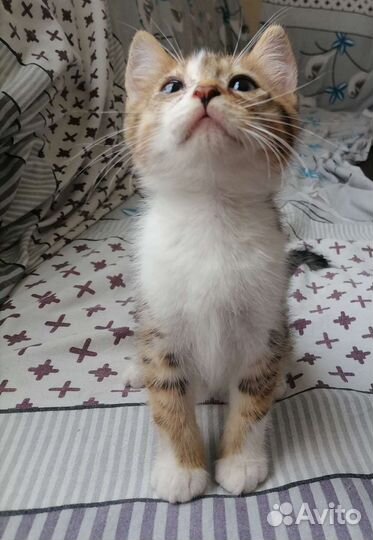 Кошка в дар бесплатно