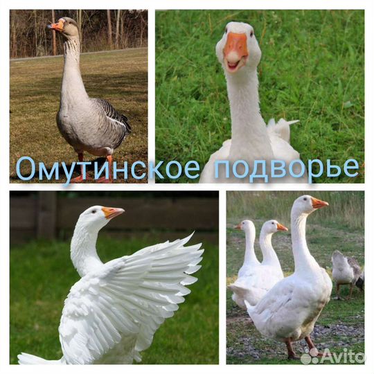 Утки, индоутки, гуси