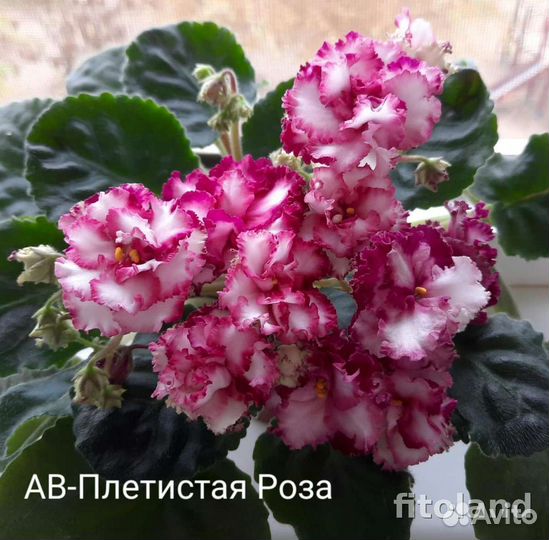 Детки сортовых фиалок