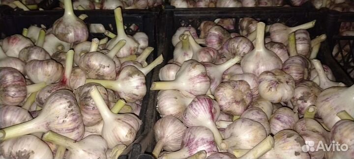 Продам чеснок