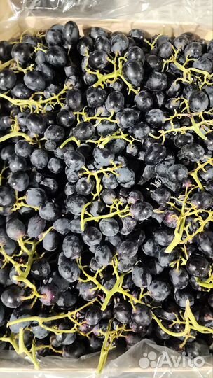 Виноград Молдова сладкий на вино и еду