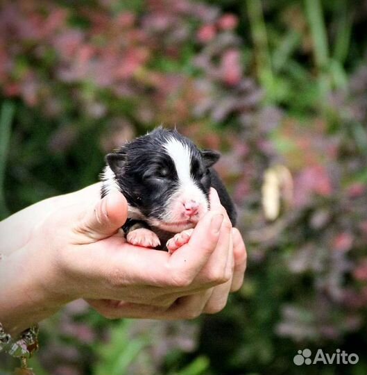 Щеночки австралийской овчарки, аусси