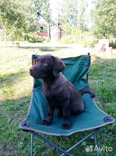 Щенки лабрадора