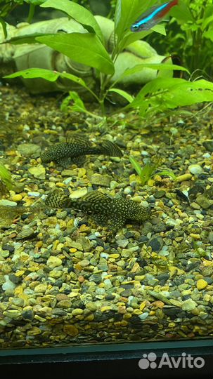 Сом анциструс