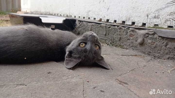 Отдам в добрые руки котят