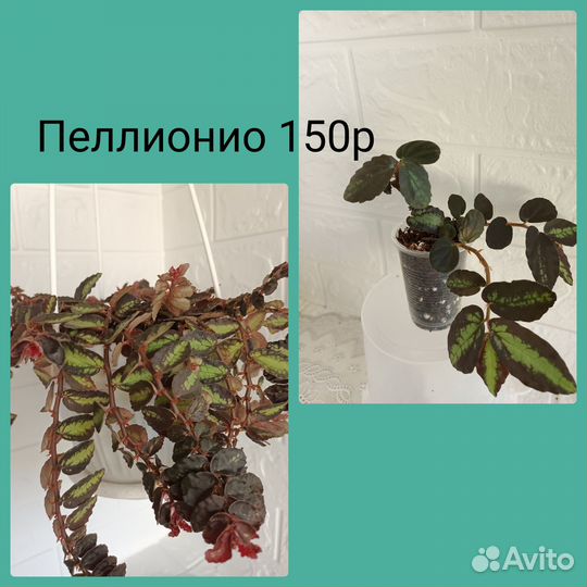 Комнатные цветы