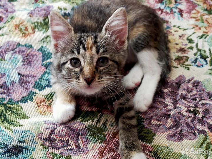 Кошечка