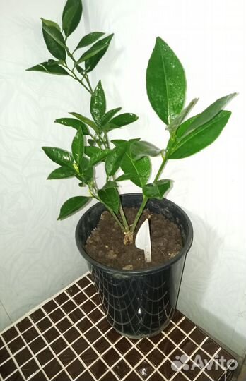 Апельсиновые саженцы /домашние деревья