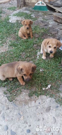Щенки