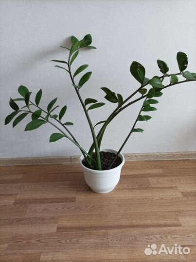 Замиокулькас