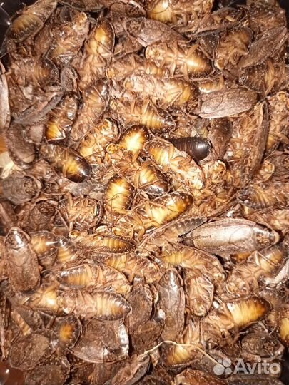 Таракан мраморный и не только