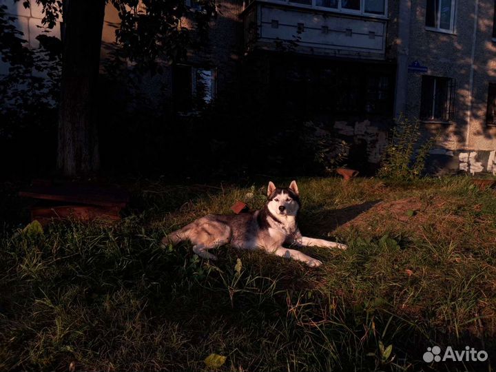 Собака хаски для вязки