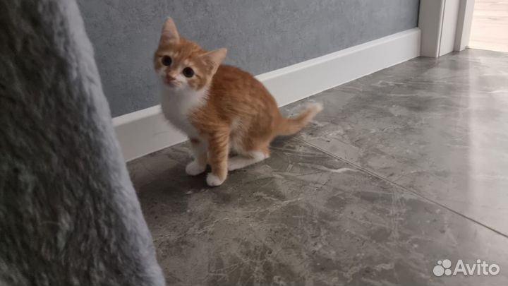 Котята бесплатно