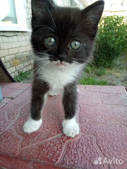 Котенок