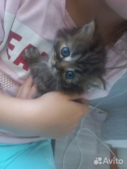 Котенок вислоухий