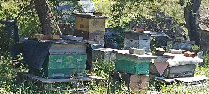 Улики для пчел