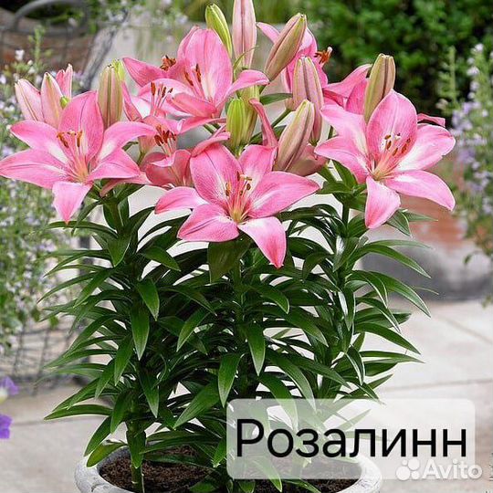 Луковицы низкорослых лилий