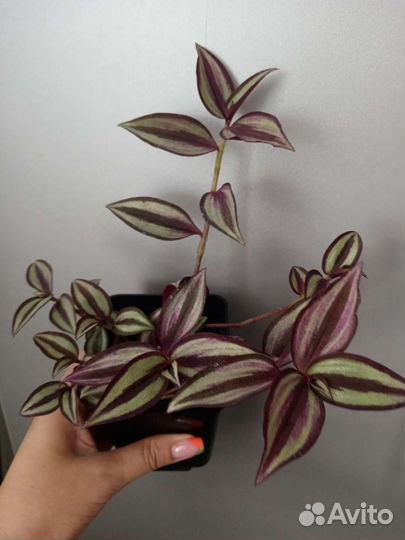 Традесканция фиолетовая