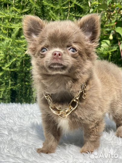 Чихуахуа лиловый домовенок