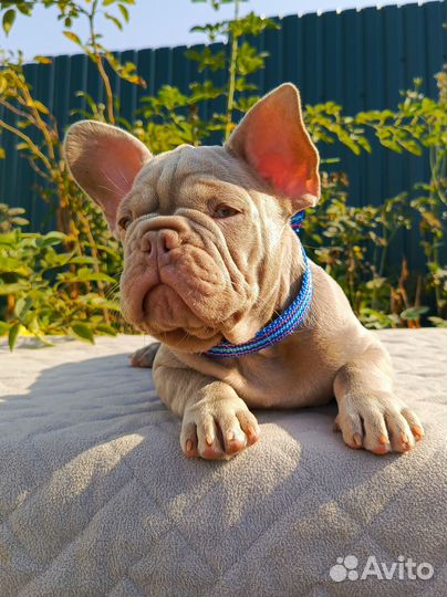 Бульдог. Изабелла Нью Шейд с подпалом