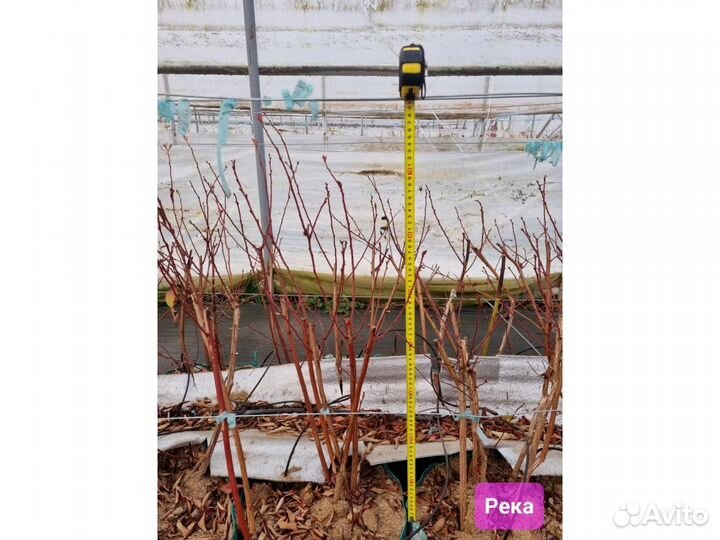 Голубика 5лет