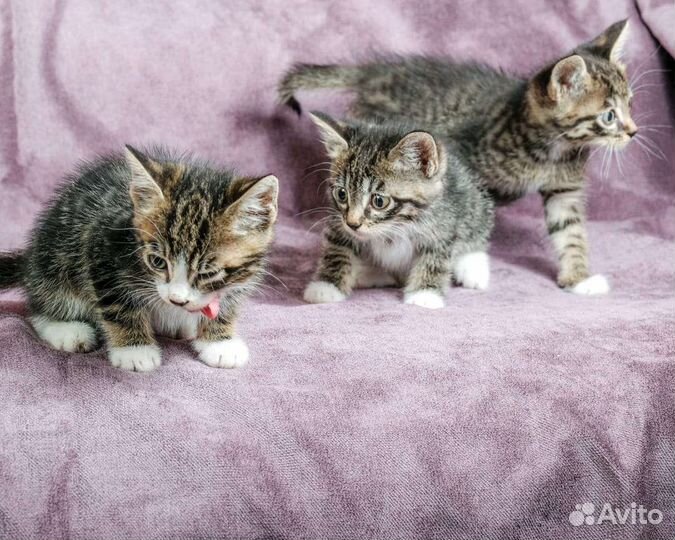 Котята