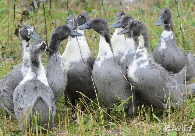 Яйцо бройлерной утки Фаворит голубой в наличии