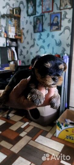 Йоркширский терьер девочка