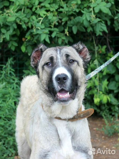 Среднеазиатская овчарка алабай