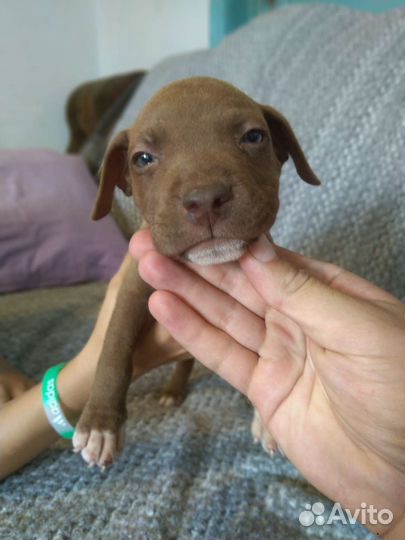 Щенки питбуля апбт