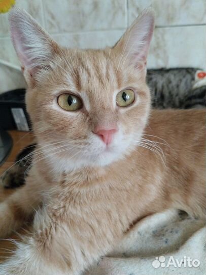 Европейская