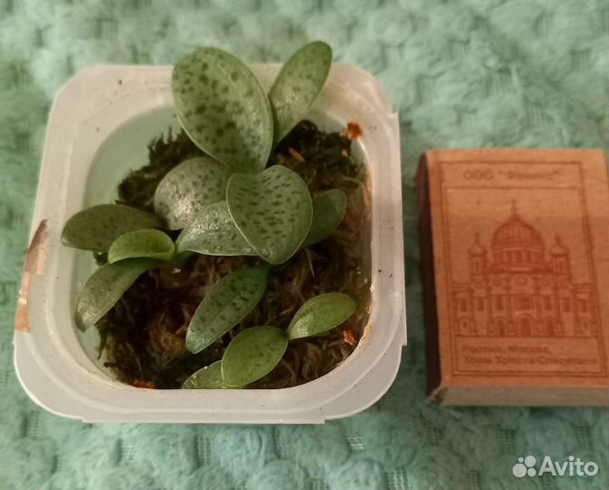 Хойя, хлорофитум, дримиопсис