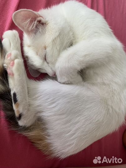 Белый котенок