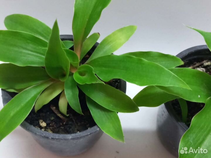 Хлорофитум оранж